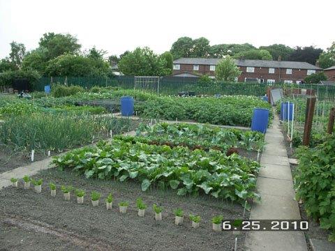 -allotment.jpg