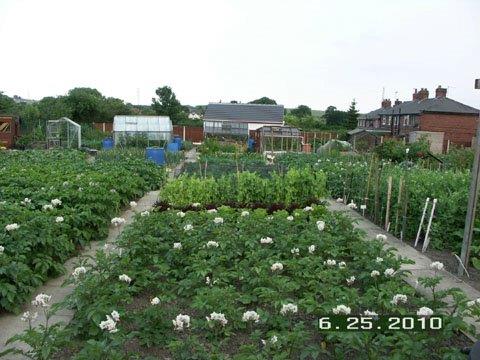 -allotment2.jpg